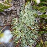 Saxifraga caesia Blatt