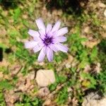 Catananche caerulea花