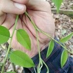 Dalbergia glomerata Leaf