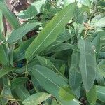 Heliconia psittacorum List