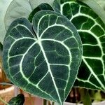 Anthurium clarinervium Yaprak