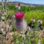 Cirsium occidentale Cvet