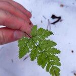 Dryopteris carthusiana 葉