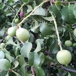 Prunus ilicifolia ഫലം