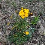 Fourraea alpina Blomst