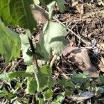 Hibiscus vitifolius Hoja