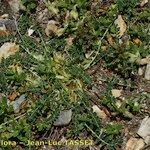 Astragalus depressus Costuma