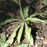 Hieracium schmidtii Leht