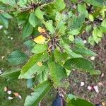 Prunus cerasus Ліст