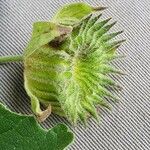 Pavonia burchellii Плод