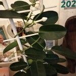 Stephanotis floribunda Листок