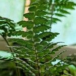 Anemia tomentosa Leaf