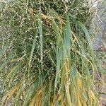 Panicum virgatum বাকল