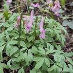 Corydalis solida Flower