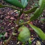 Mammea bongo Fruto