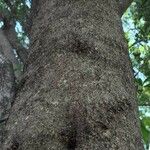 Elaeodendron transvaalense چھال