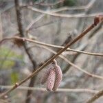 Corylus americana Hedelmä