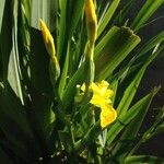 Iris pseudacorus Květ