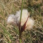 Eriophorum angustifolium Frugt