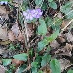 Anemone hepaticaVirág