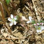 Hesperolinon californicum Habitatea