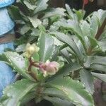 Kalanchoe miniata Folha