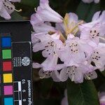 Rhododendron campanulatum Blodyn