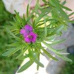 Geranium dissectumപുഷ്പം