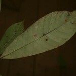 Isertia spiciformis Leaf