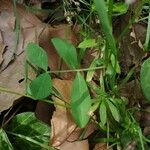 Vicia bithynica Leaf