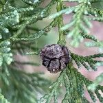 Chamaecyparis obtusa Fruto