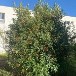 Photinia arbutifolia Агульны выгляд