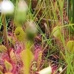 Drosera intermedia Žiedas