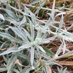 Helichrysum odoratissimum Deilen