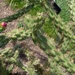 Cylindropuntia imbricata Bark