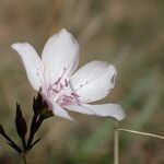 Linum tenuifolium Blodyn