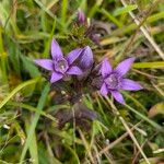 Gentianella germanica Flor