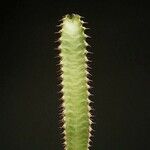Euphorbia canariensis Feuille