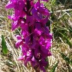 Orchis mascula Blüte