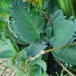 Kalanchoe laetivirens برگ