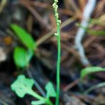 Botrychium simplex Hábito