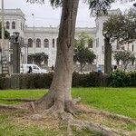 Albizia procera Lubje