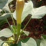 Datura innoxia Kwiat