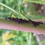 Althaea armeniaca Bark