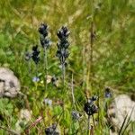 Veronica bellidioides Fula