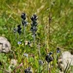 Veronica bellidioides Blomst