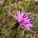 Serratula tinctoria Flors