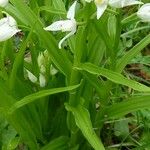 Cephalanthera longifolia Kôra