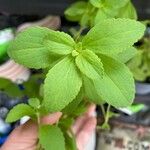 Stevia rebaudiana Blatt