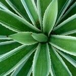Agave vivipara 葉